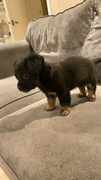 Black n tan King Charles x chihuahua spaniel female