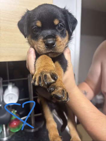 Stunning Rottweiler pups
