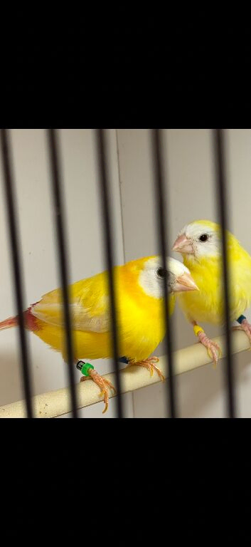 Various finches