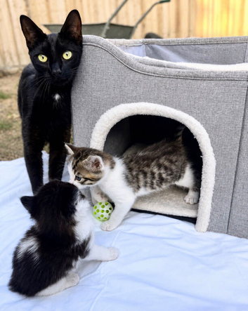 Beautiful Kittens