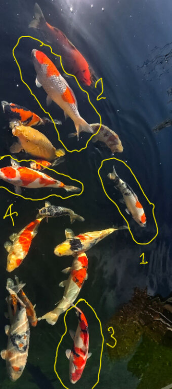 Koi for sale