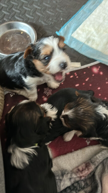 Biewer Yorkshire Terrier puppies for sale