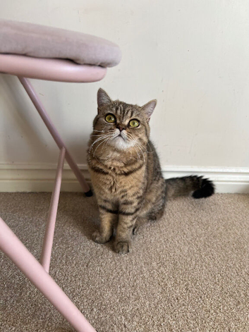 Beautiful british shorthair female