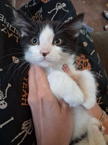 6 Beautiful Ragdoll x Maine Coon &times; Tuxedo Kittens Ready Now!