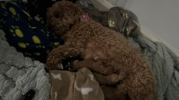 F1b toy cockapoos Puppies