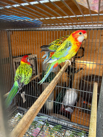young rosellas