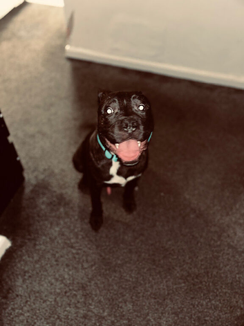 Cane Corso x Staffordshire Bull Terrier