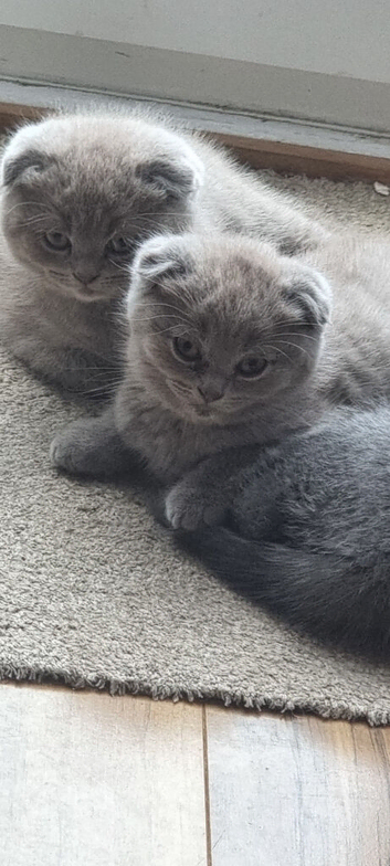 Last Beautiful Female kittens
