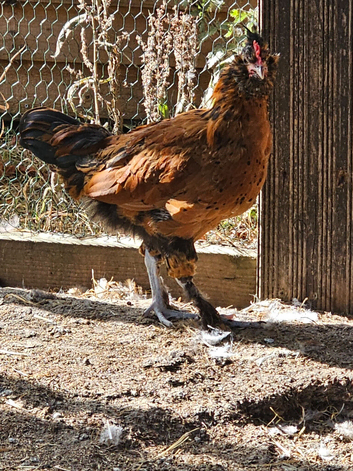 Cockerels Looking For Forever Homes