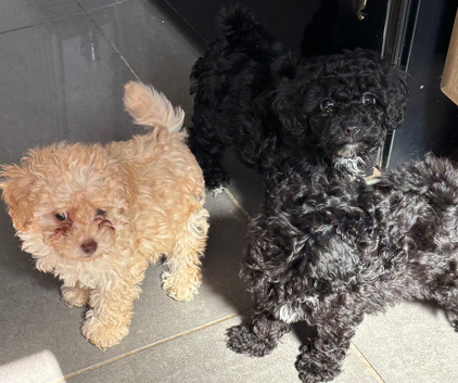 3 puppy toy poodles