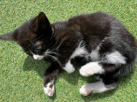 Gorgeous kittens
