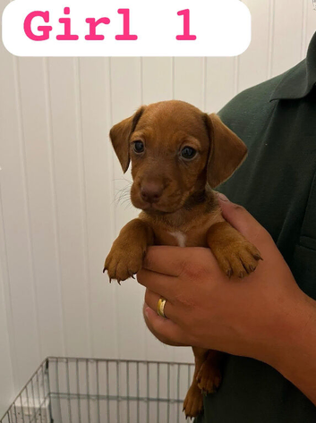 Cocker-spaniel mixed puppies
