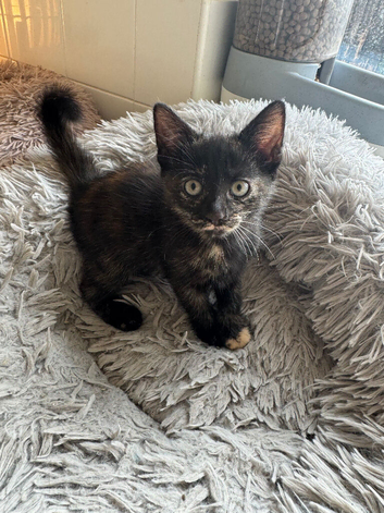 4 Kittens for sale ready to go!