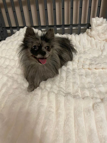 Beautiful Pomeranian Merle Female
