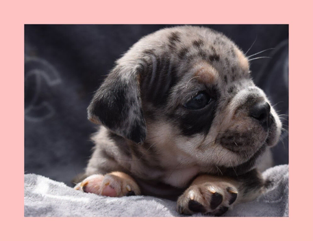 Stunning Litter of Exotic English Bulldogs