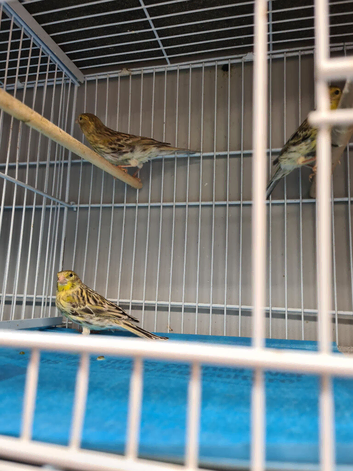 Canaries