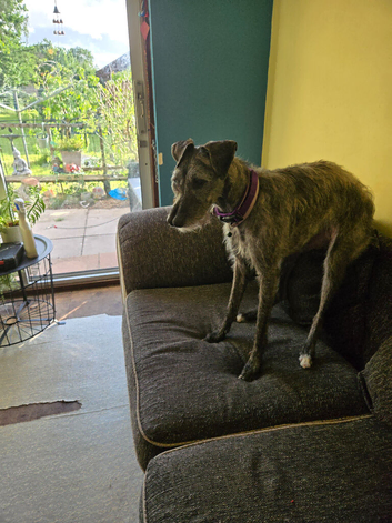 Deer hound crooss