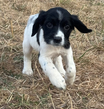 Healthy springer spaniel pups