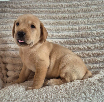 Labrador puppies