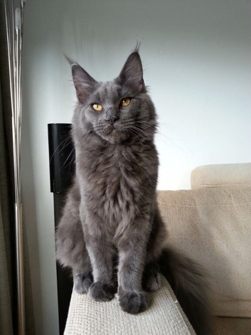 BLUE SMOKE MAINE COON