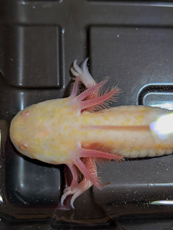 high iridophore and hypo baby axolotl