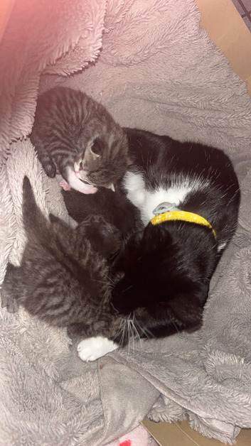 black kittens ready to leave on the 26th October
