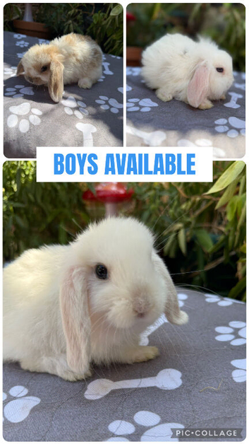 X3 baby mini lops available