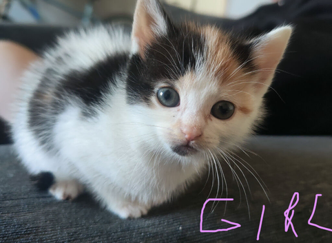 5 little girls looking for loving homes