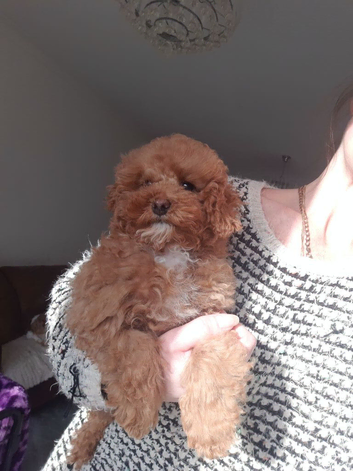 Cavapoo puppies