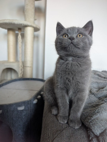 British shorthair kittens ready to leave