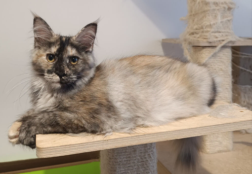 Outstanding Tortoiseshell Maine Coon Girls &ndash; Ready Now