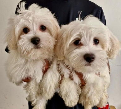 GEORGEOUS MALTESE GIRLS READY TO LEAVE