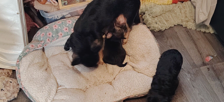 Chihuahua puppies
