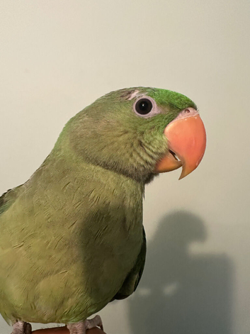 Hand-Reared Baby Alexandrine Parrot