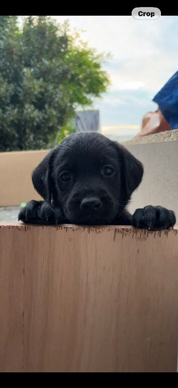 Beautiful springador puppies