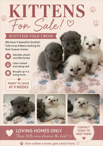 Scottish fold x British short hair