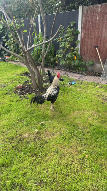 Aseel chicken