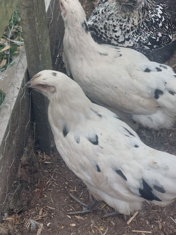 Pol Zombie hens