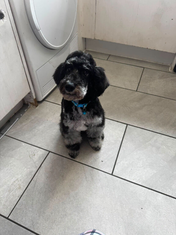 Blue merle cockapoo