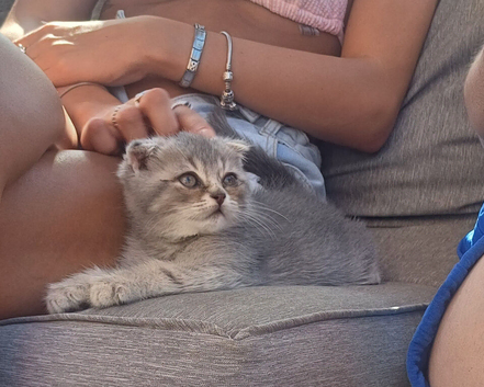 TICA Scottish Folds and Straights