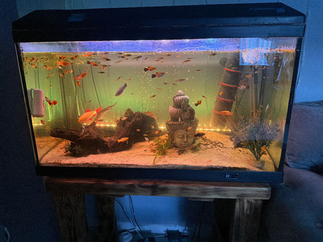 Full fish tank set up