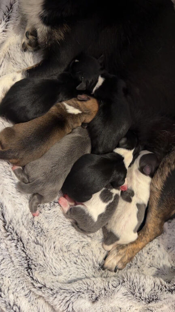 Seven loyal chihuahuas