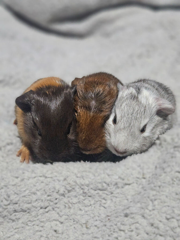 Beautiful gunea pigs for sale