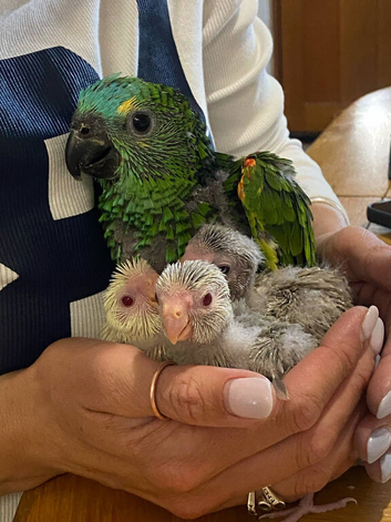 Hand Reared Tame Parrots & Gentle Pigeons