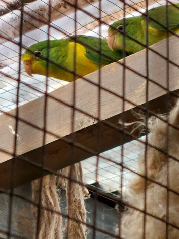 Mountain parakeet