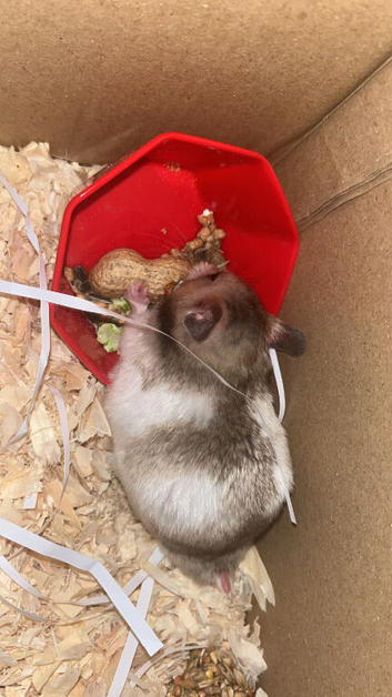 Syrian hamster