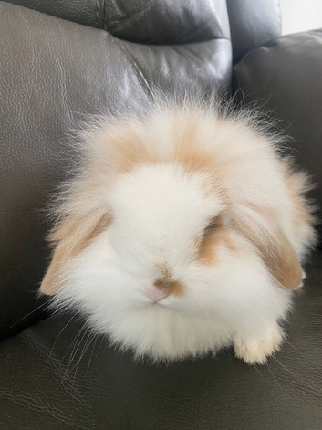 Mini lop lions ready 4th June