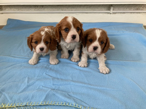 Beautiful litter of KC reg blenheim puppies from health tested parents