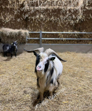Gorgeous proven pygmy billy available