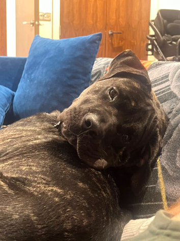 Cane corso